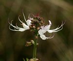 Ocimum obovatum subsp. obovatum var. obovatum