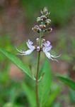 Ocimum obovatum subsp. obovatum var. obovatum