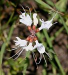 Ocimum obovatum subsp. obovatum var. obovatum