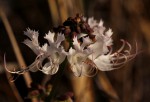 Ocimum obovatum subsp. obovatum var. obovatum