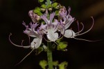 Ocimum obovatum subsp. obovatum var. obovatum