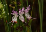 Ocimum obovatum subsp. obovatum var. obovatum