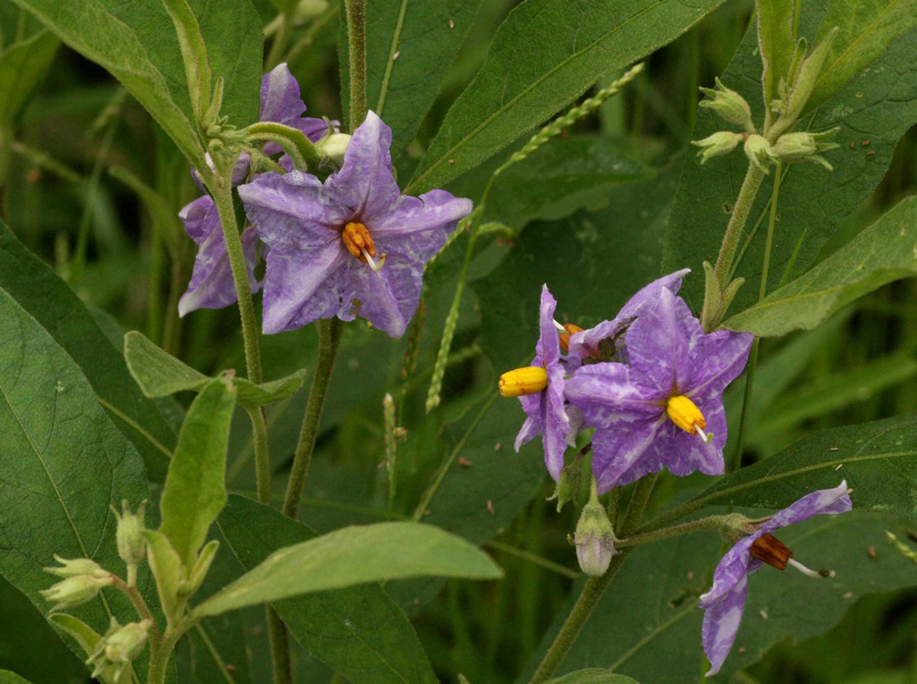 Solanum campylacanthum 'panduriforme type'