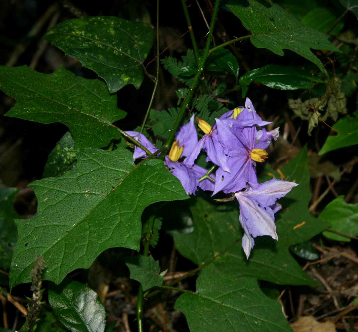 Solanum richardii var. acutilobatum