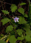 Solanum richardii var. acutilobatum