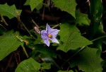 Solanum richardii var. acutilobatum