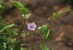 Solanum richardii var. acutilobatum