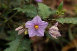 Solanum richardii var. acutilobatum