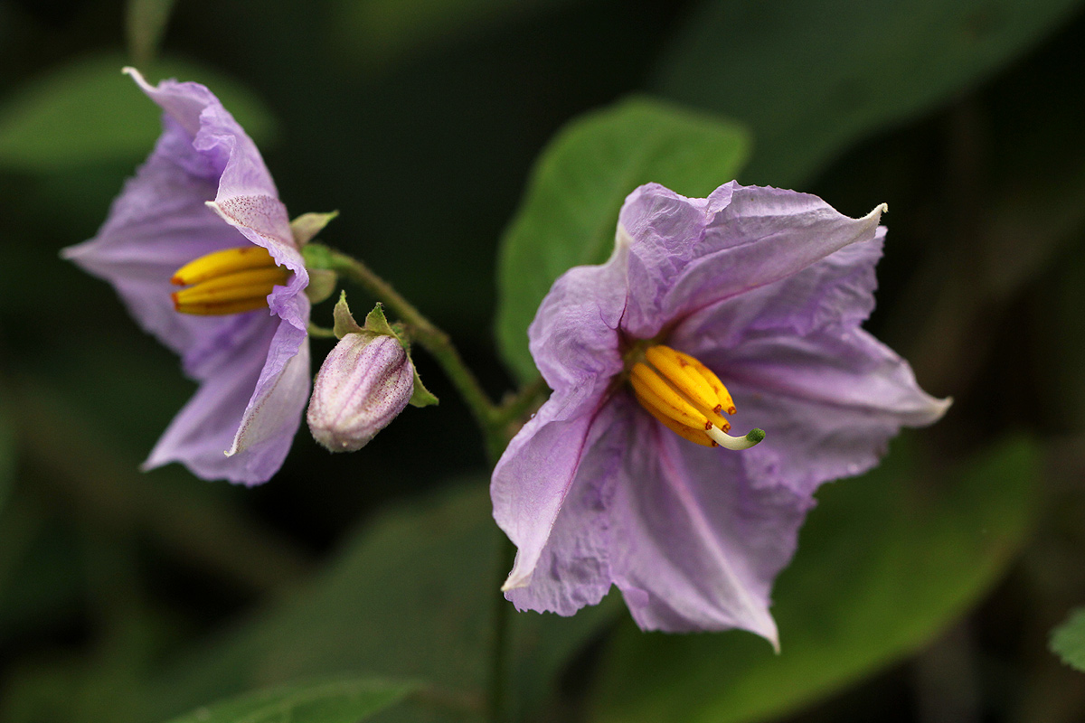 Solanum richardii var. acutilobatum