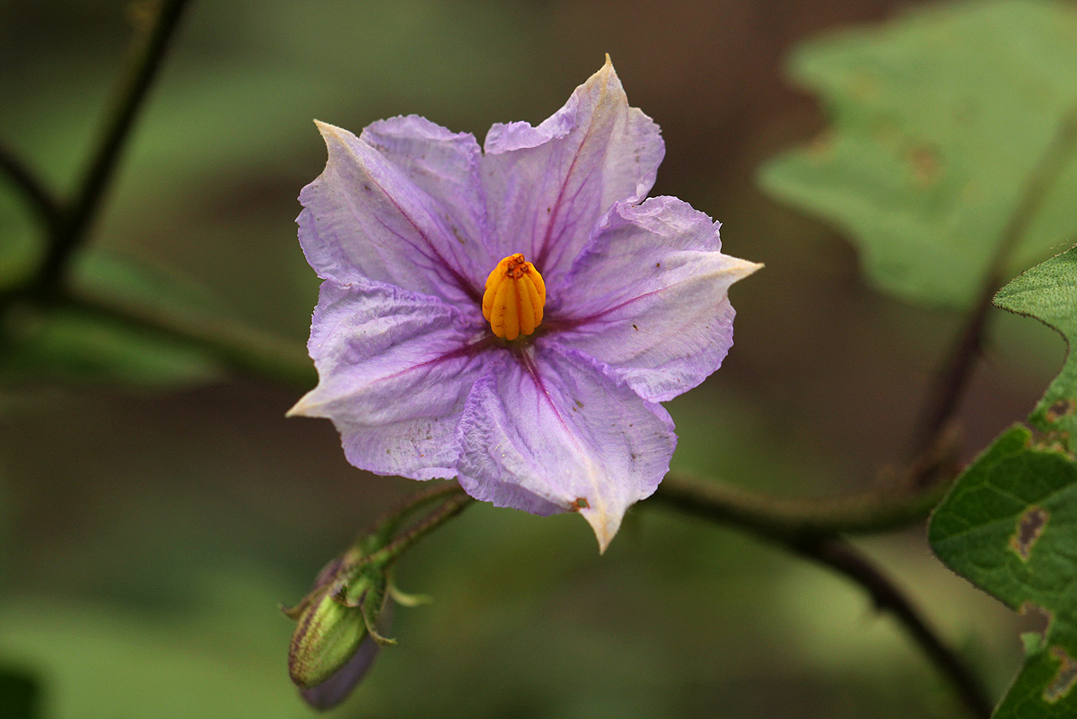 Solanum richardii var. acutilobatum