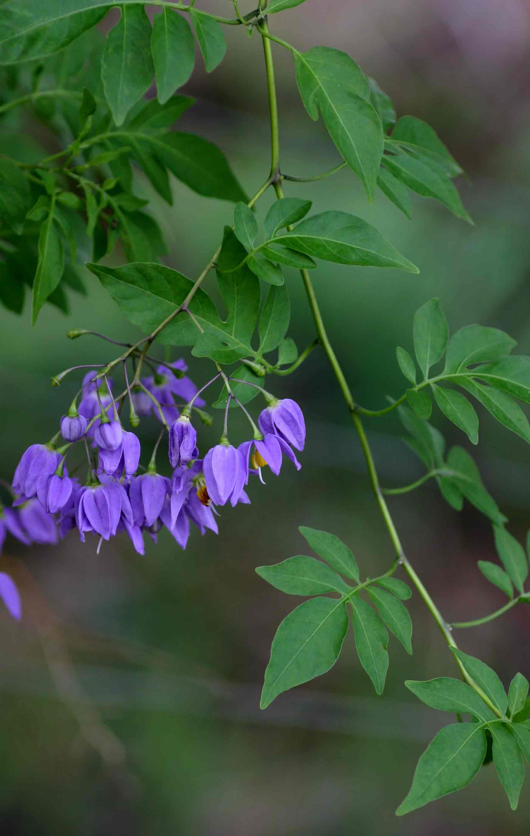 Solanum seaforthianum