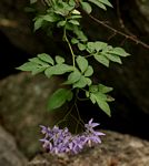 Solanum seaforthianum