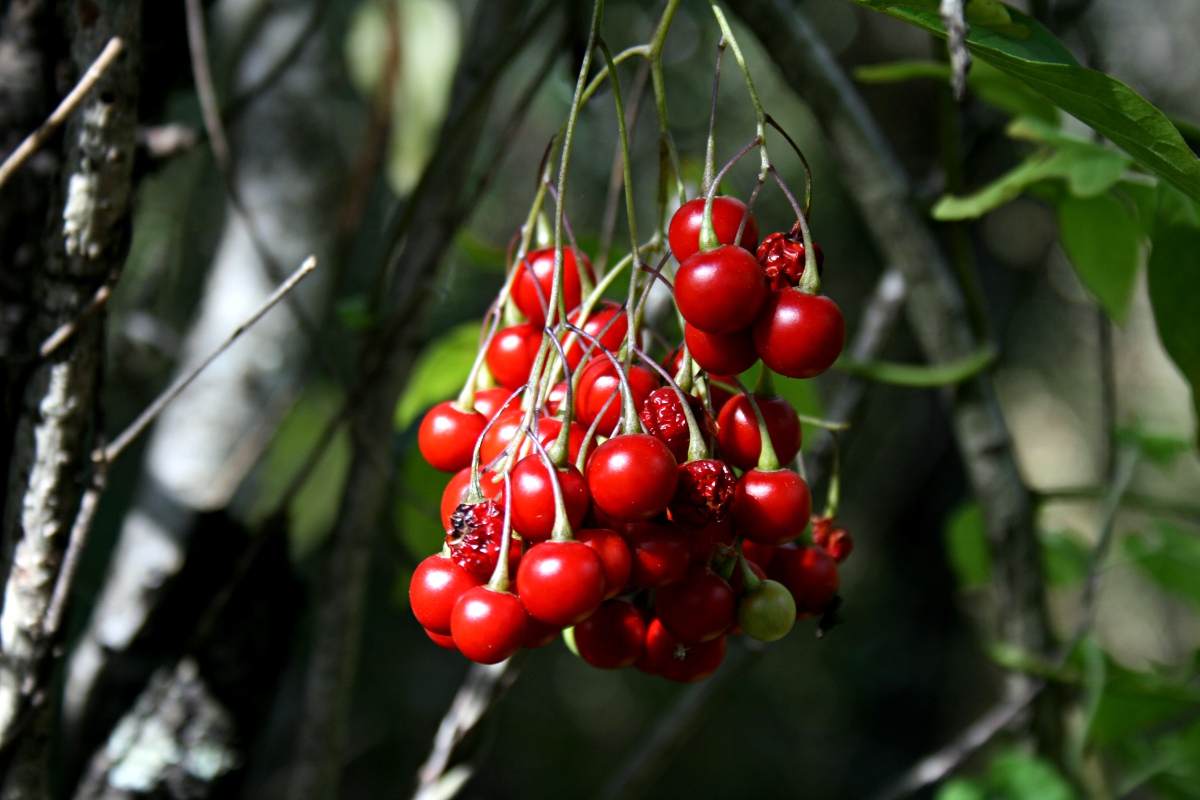 Solanum seaforthianum