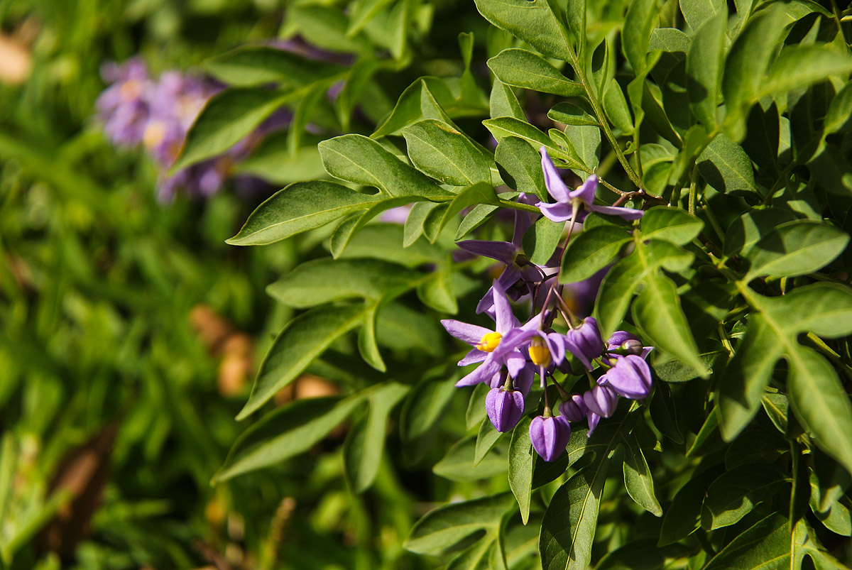 Solanum seaforthianum