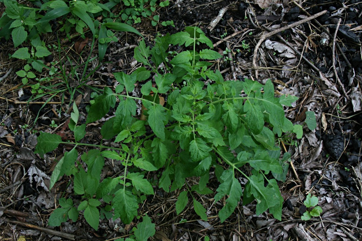 Solanum lycopersicum