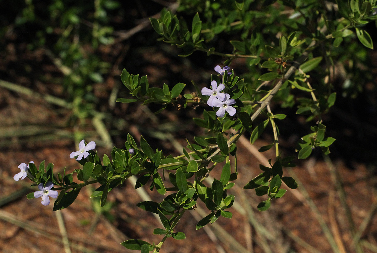 Freylinia tropica