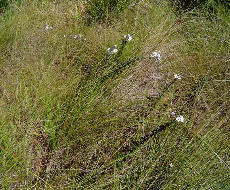 Jamesbrittenia carvalhoi