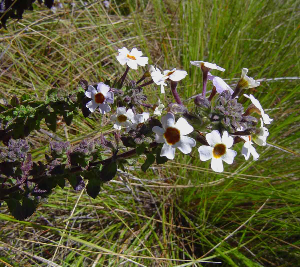 Jamesbrittenia carvalhoi