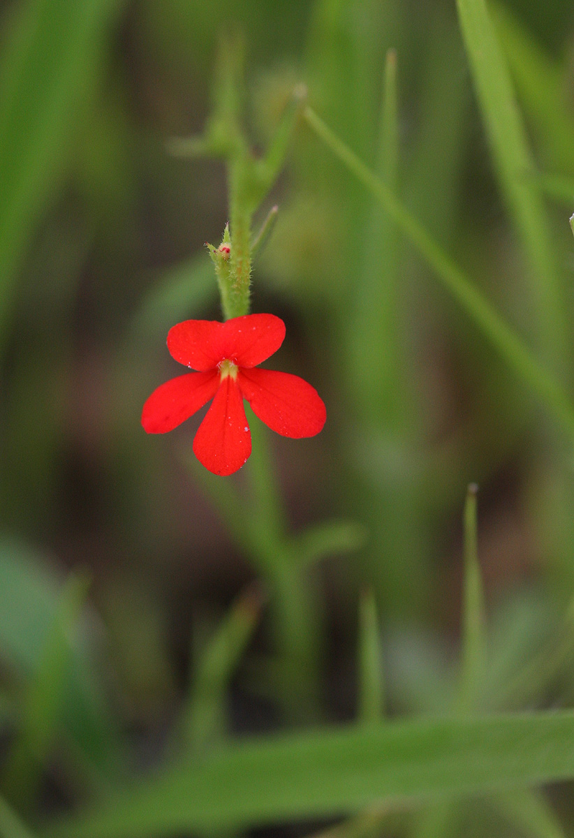 Striga asiatica