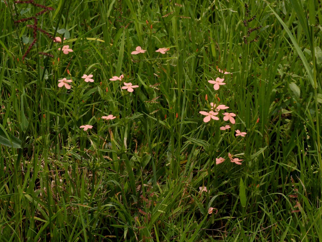 Striga forbesii