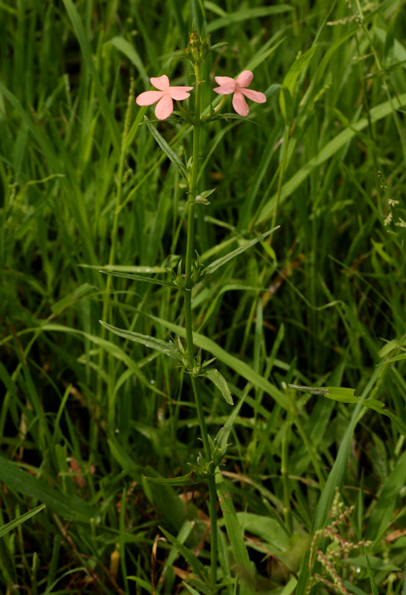 Striga forbesii