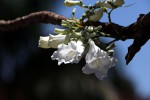 Jacaranda mimosifolia