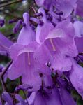 Jacaranda mimosifolia