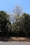 Jacaranda mimosifolia