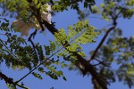 Jacaranda mimosifolia