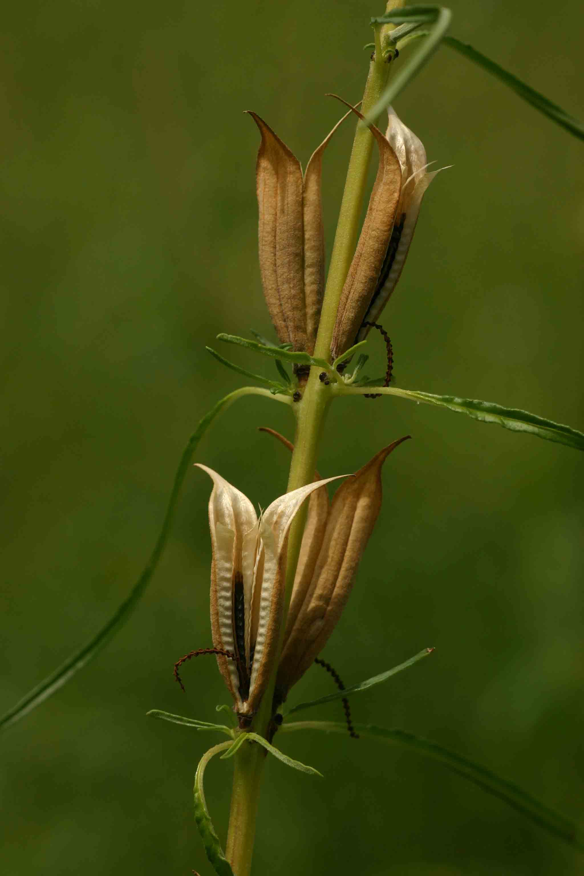 Sesamum alatum