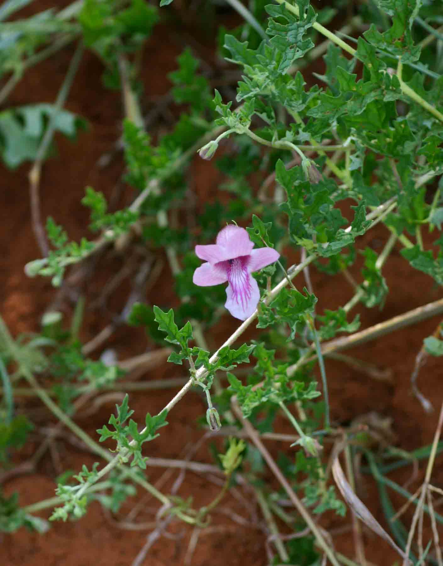 Dicerocaryum senecioides