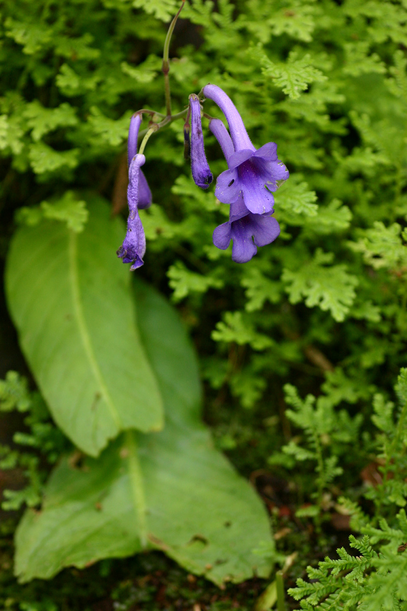 Streptocarpus michelmorei