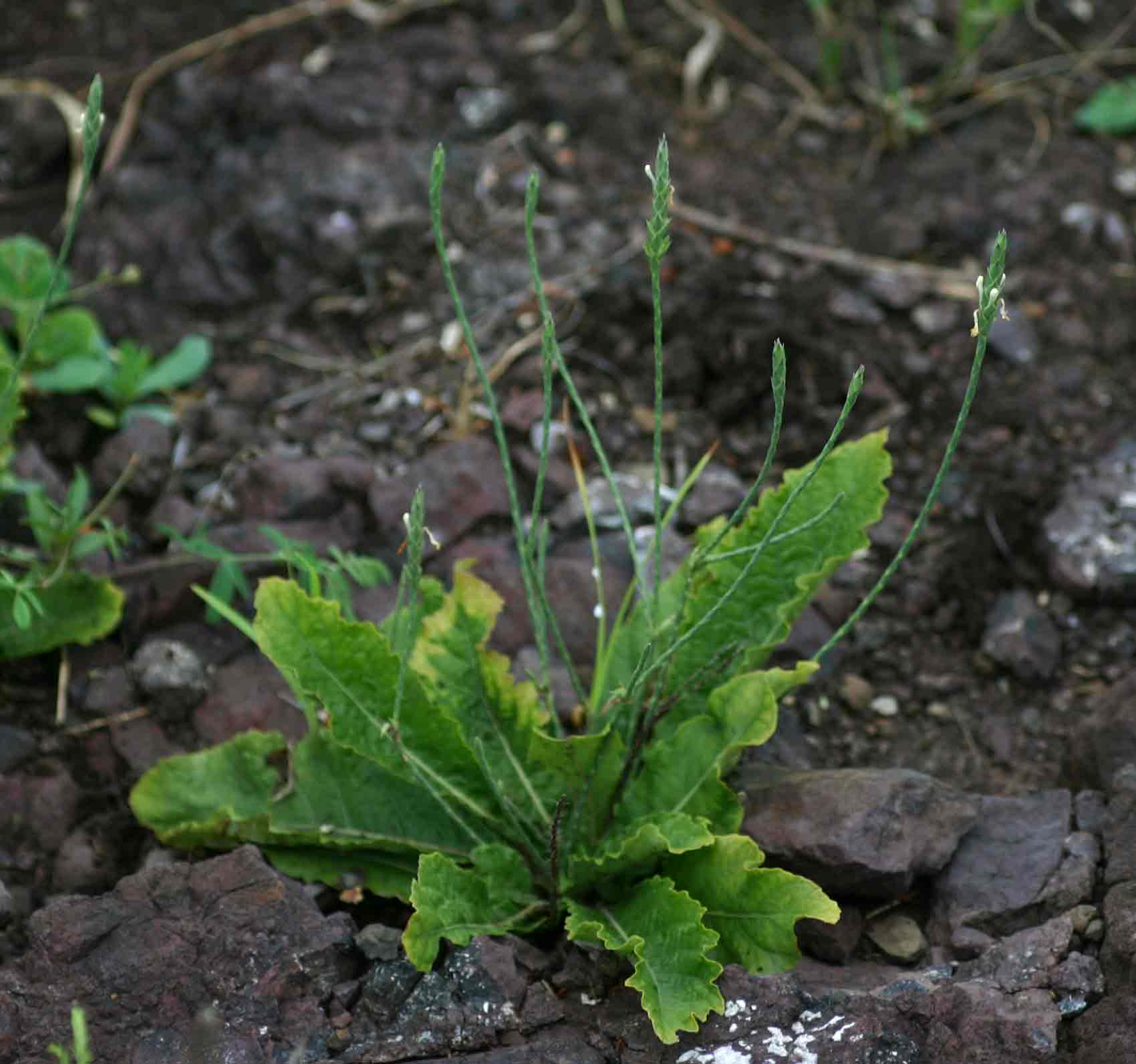 Elytraria acaulis