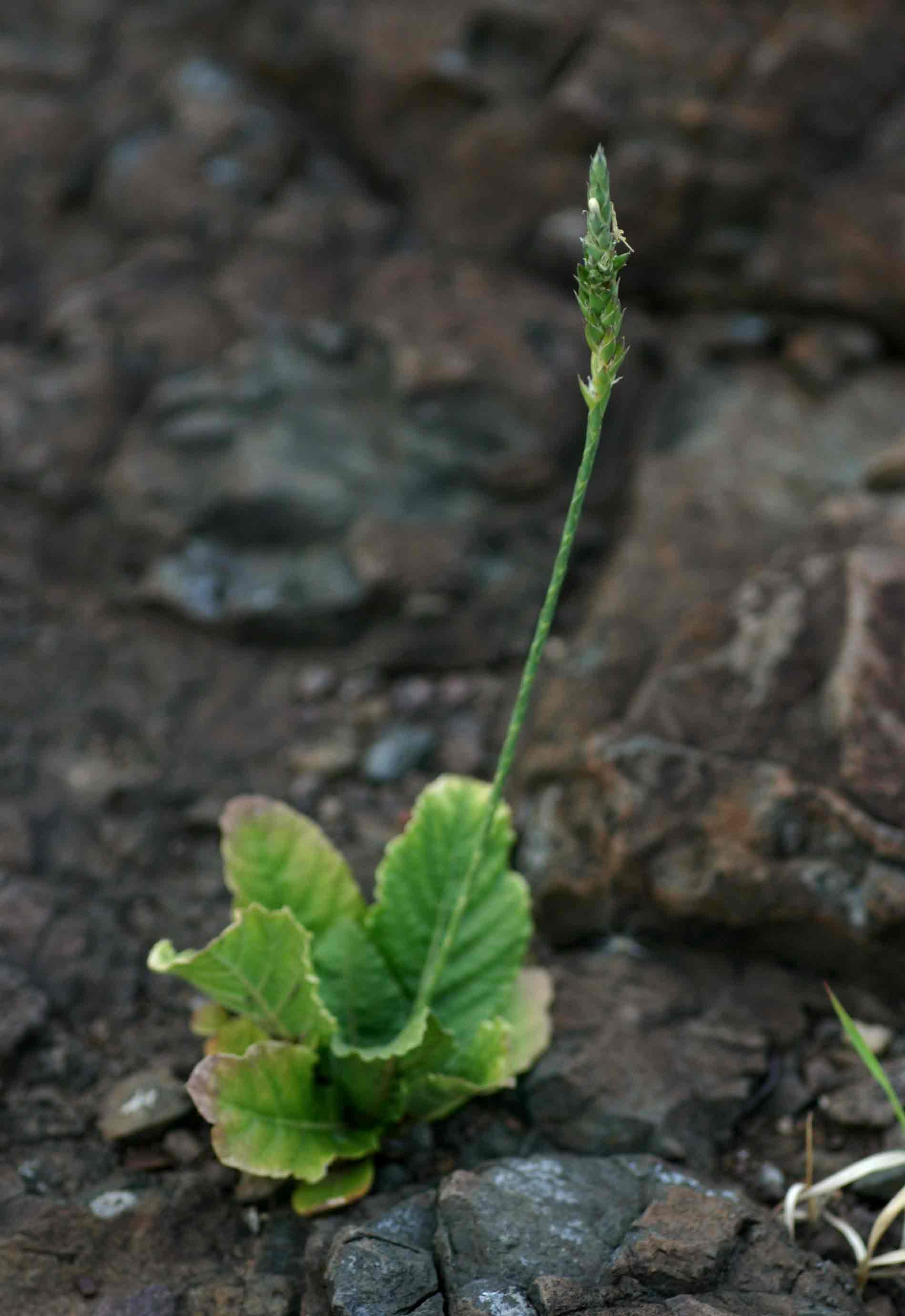 Elytraria acaulis