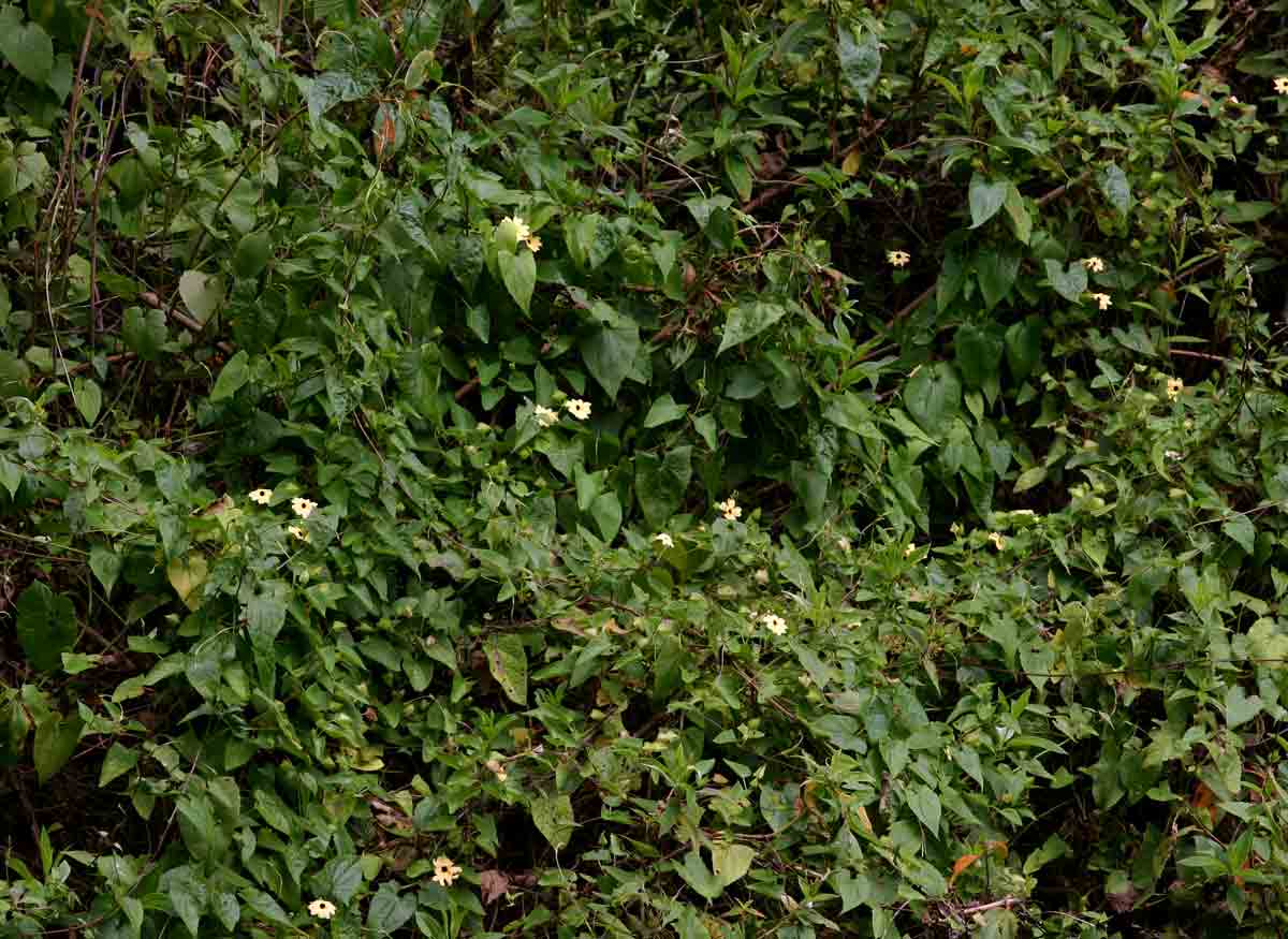 Thunbergia alata