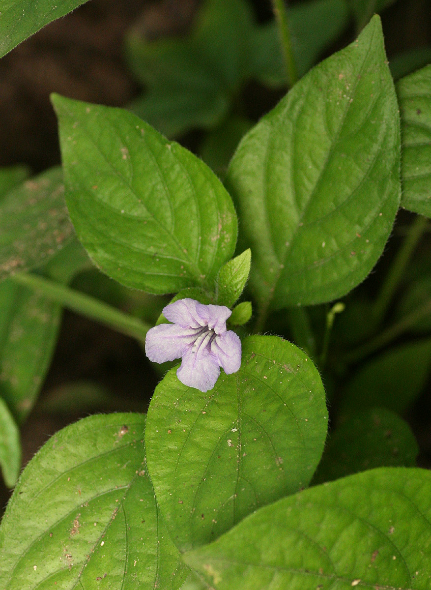 Ruellia prostrata