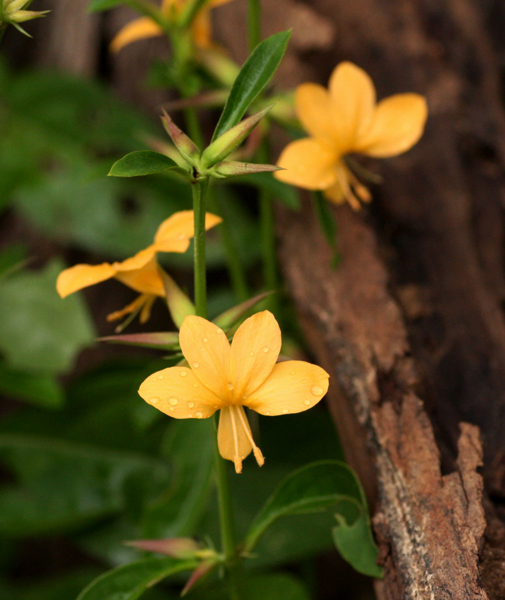 Barleria ameliae