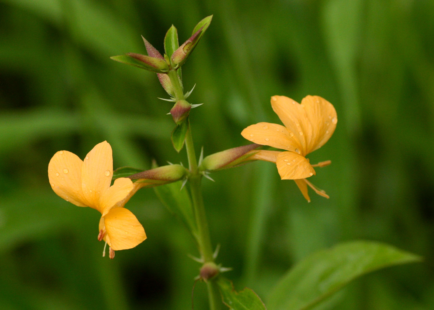 Barleria ameliae