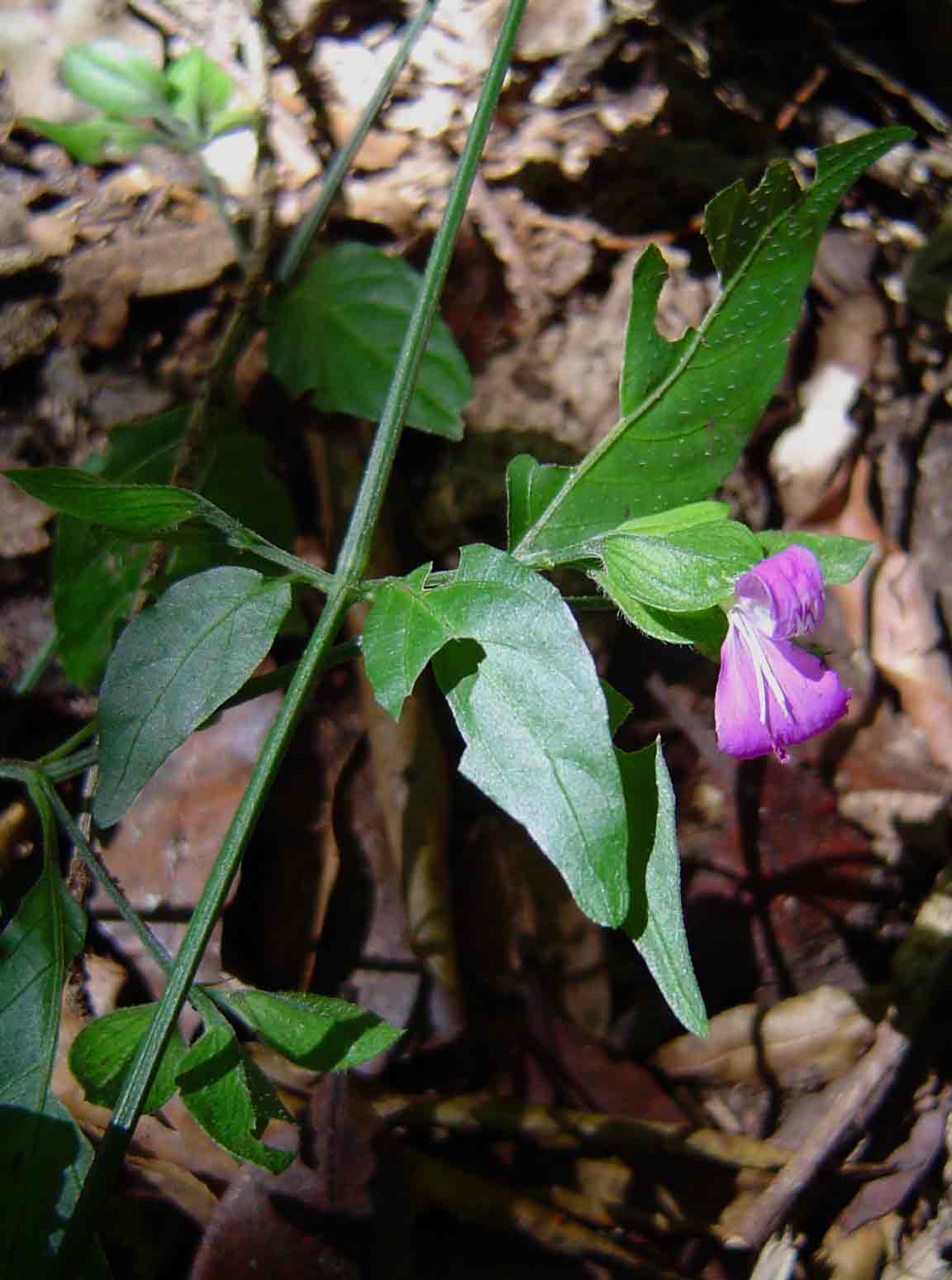 Dicliptera extenta