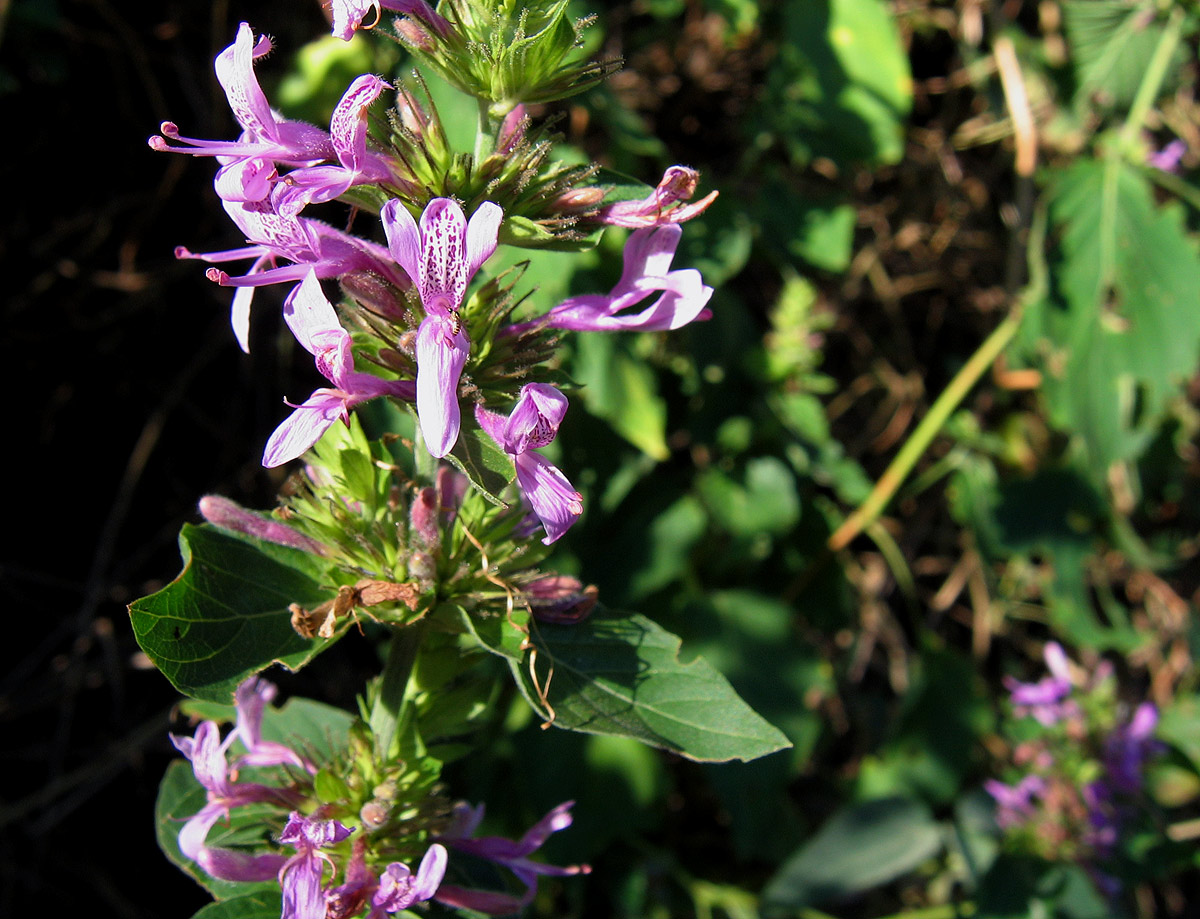 Hypoestes aristata Hypoestes aristata