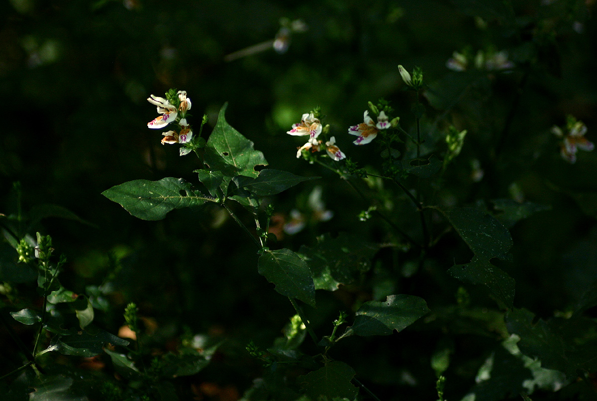 Isoglossa milanjiensis