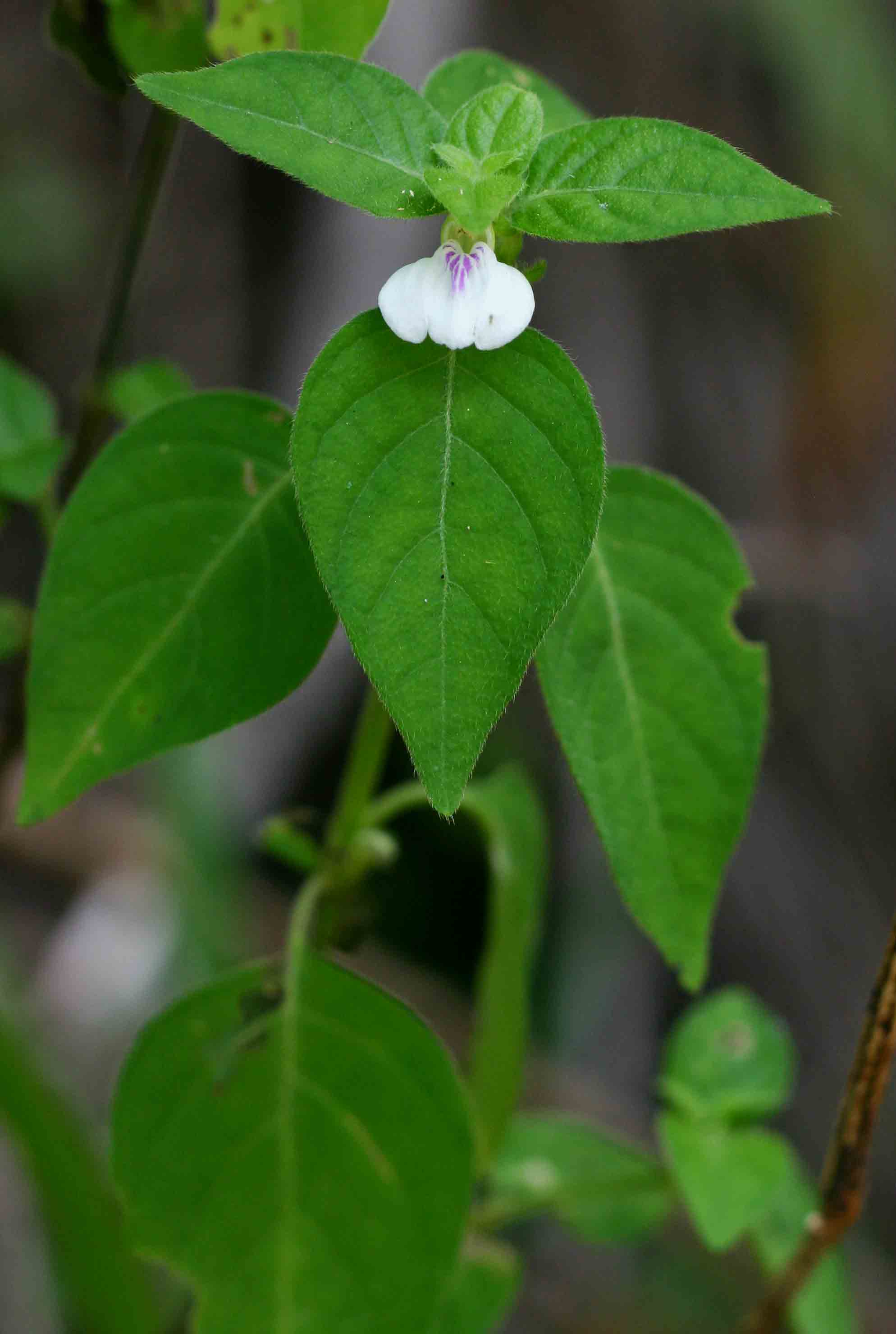 Justicia striata