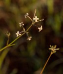 Kohautia caespitosa subsp. brachyloba