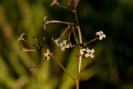 Kohautia caespitosa subsp. brachyloba