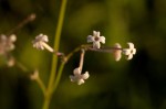 Kohautia caespitosa subsp. brachyloba