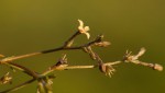 Kohautia caespitosa subsp. brachyloba