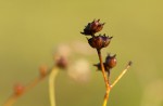 Kohautia caespitosa subsp. brachyloba