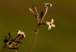 Kohautia caespitosa subsp. brachyloba