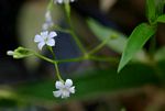 Pentodon pentandrus var. minor