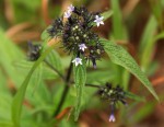 Pentas purpurea subsp. purpurea